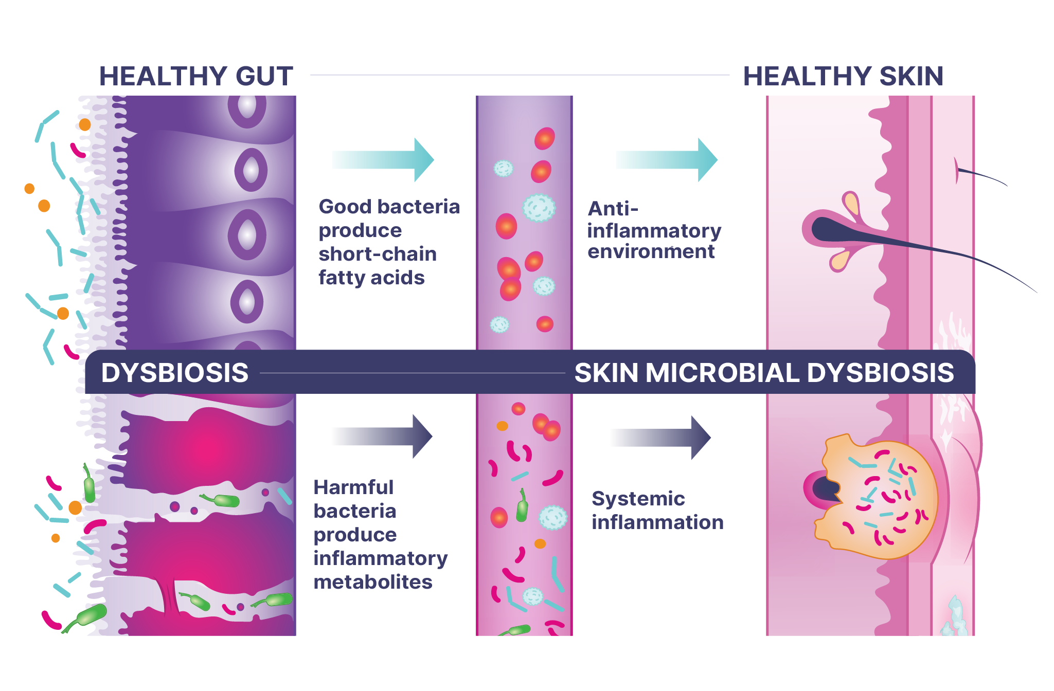 Microbiome Labs DigestMate label with enzyme content & dosage
