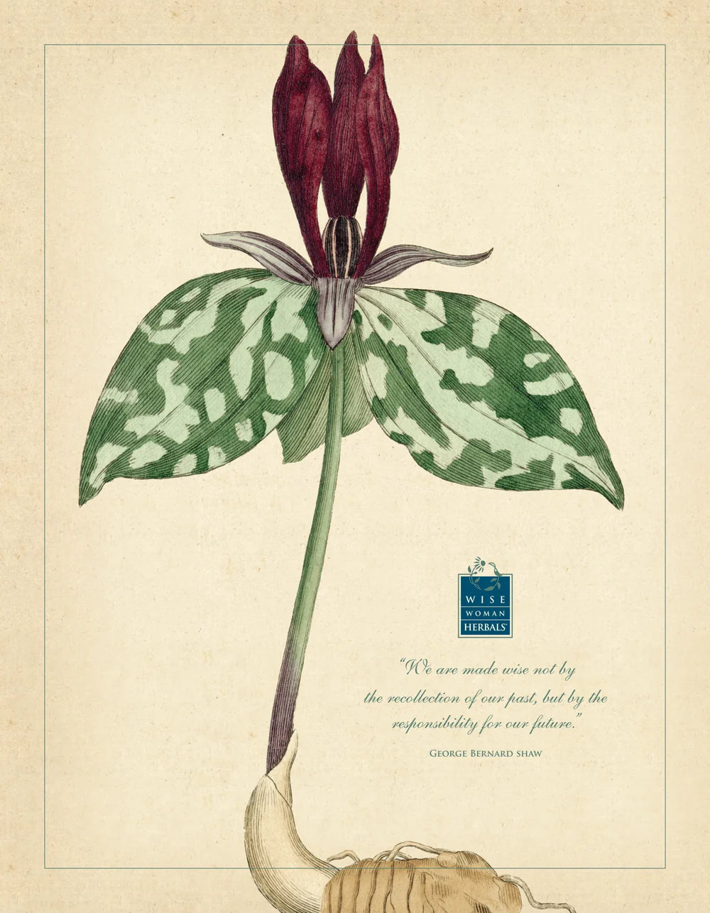 Botanical Posters